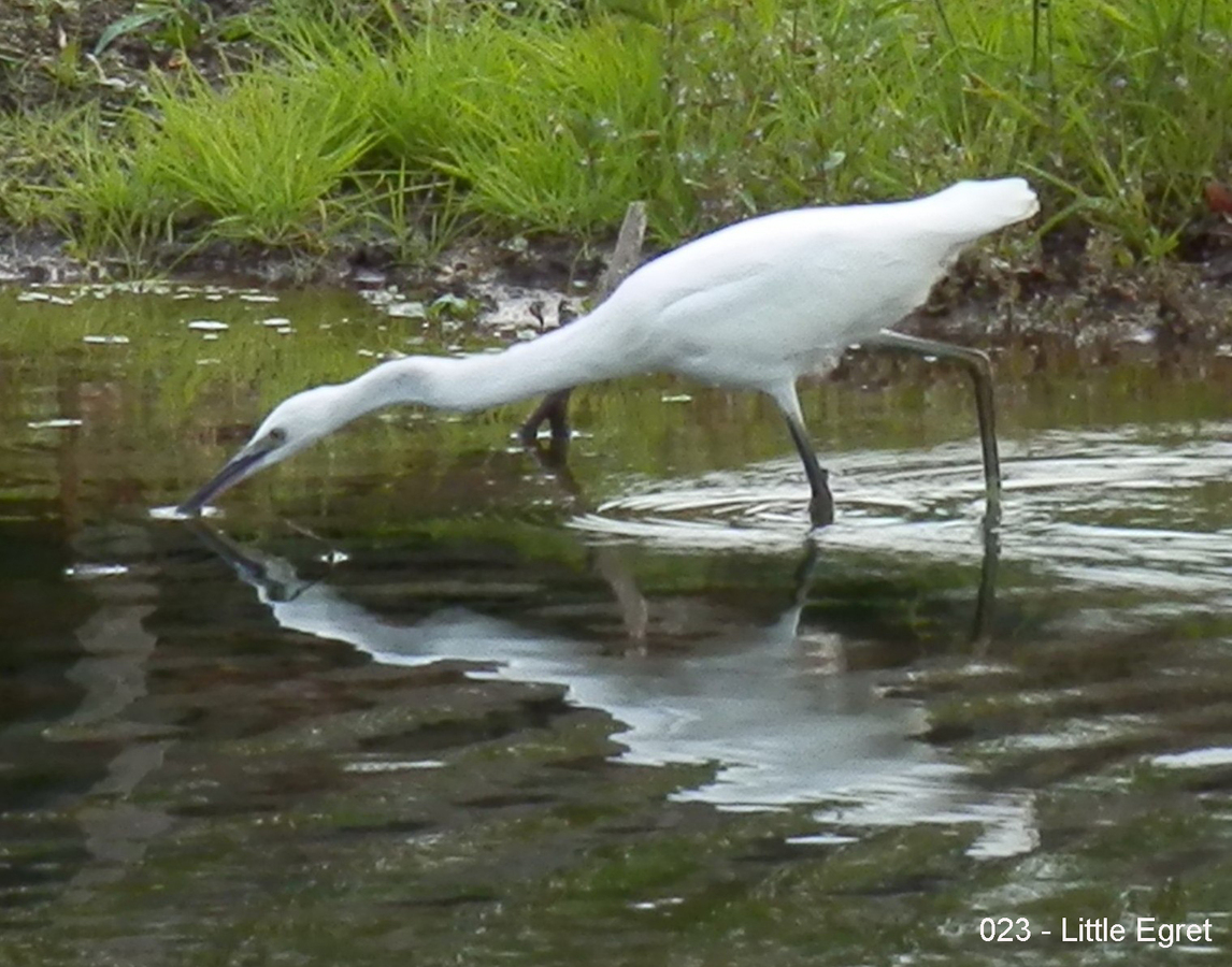 023 - Little Egret